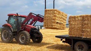 Making 5000 Bales of HORSE STRAW!!!  (Baling Straw in PA)