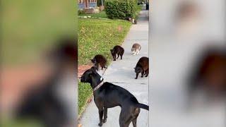 Il cane va a passeggio, ma non ha fatto i conti con la banda di gatti: la scena è esilarante