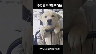 시골개 진돗개 하늘이#반전어둠챌린지#강아지브이로그