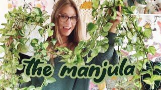 Plant Care: Epipremnum aureum manjula pothos | A Complete Guide | How to Propagate