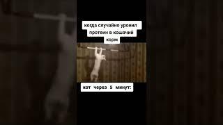 Как сделать из кота кочка (Данила Степанова) #Shorts