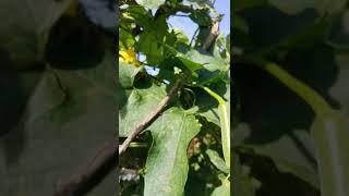 Fresh ridge gourd in the backyard farm #shorts