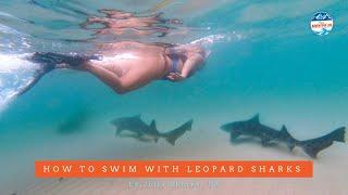 How to Swim With Leopard Sharks in La Jolla, California