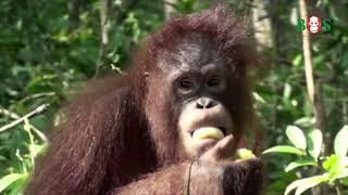 Obstparty in der Waldschule | BOS | orangutan.de