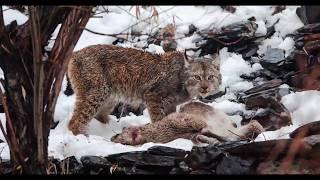 Himalayan Lynx Filmed Hunting Markhor in Pakistan for First Time