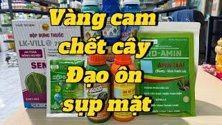 Vàng cam chết cây,đạo ôn sụp mặt,quản lý lem lép mùa mưa