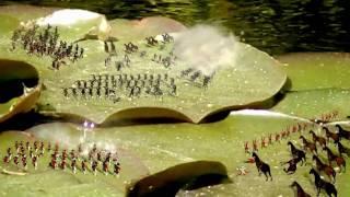 Empire: Total War - Water Lily