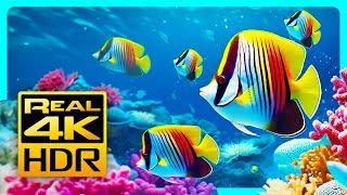 Stunning Aquarium Colors in 4K HDR  Relax & Meditation Music - Tv Art Screensaver