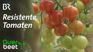 Resistente Tomaten - Kraut- und Braunfäule – Tomatenfeind Nummer 1