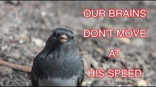 Dark-eyed Juncos--Snow Birds: NARRATED