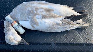 How to operate a snow goose call.