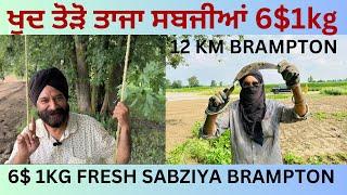 Brampton Se 10 km door Fresh sabziya|ਬਰੱਮਪਟਨ ਤੋਂ ਦਸ ਕਿਲੋਮੀਟਰ ਦੂਰ ਤਾਜ਼ੀ ਸਬਜੀਆਂ #viralvideo #trending