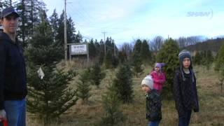 Christmas Tree Farm in Courtenay