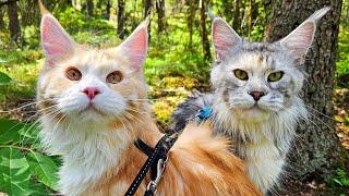 Mama Freya and Kitten Ada's First Forest Adventure!