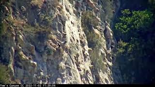 California Condor Chick Scales The Cliffs Of Toms Canyon – Nov. 2, 2022