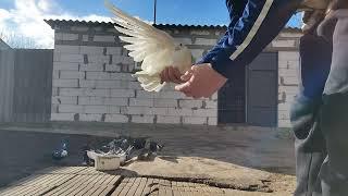 николаевские голуби, город Снигиревка +380933048775