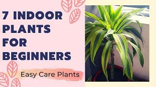 Best Indoor Plants For Beginner || Easy Care Plants || Plant Tour || Low Light Indoor Plants