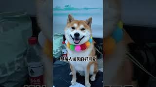 让大家再全面认识一下我~~#柴犬