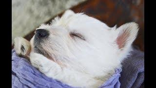 THISTLEBERRY WESTIES PUPPIES PLAYTIME AT 4 AND A HALF WEEKS OLD