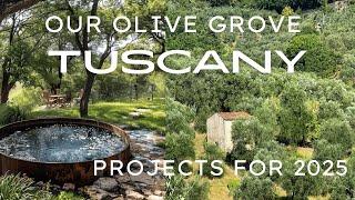 OUR OLIVE GROVE IN TUSCANY   2025 PLANS!