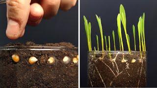 Growing corn time lapse #greentimelapse #gtl #timelapse