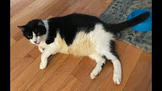 2021 care 4 pets   SD 480p