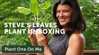 Houseplant Unboxing with STEVE'S LEAVES — Ep. 387