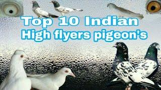 Top 10 Indian High Falyrs pigeon's || Indian 10 most famous breeds