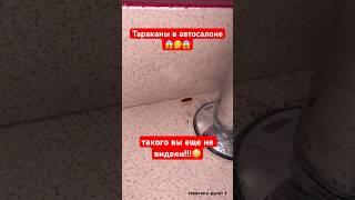 Тараканы в автосалоне #shorts #тараканы #автомобили #китайскиеавтомобили #автосалоны #рекомендации