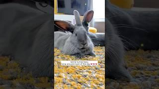 A family discovered a nest of baby rabbits in their garden and then... #rabbit #babyanimal #animals