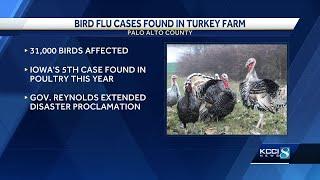 Bird flu cases found in northern Iowa turkey farm