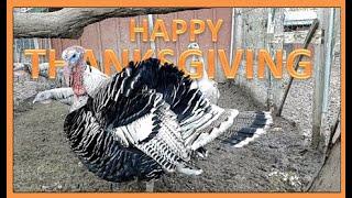 HAPPY THANKSGIVING FROM PINE MEADOWS HOBBY FARM