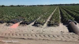 Đi nông trại hái dâu ở Mỹ - Vườn dâu ở Mỹ - Strawberry farm in Florida , America