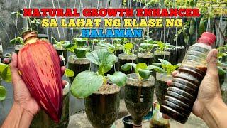 PUSO NG SAGING - NATURAL GROWTH ENHANCER SA MGA HALAMAN #PinoyUrbanGardener