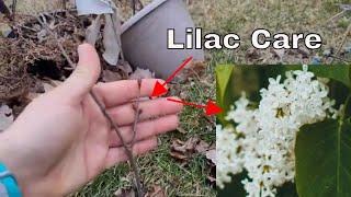 How to Care for a Lilac Plant
