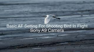 Basic AF Setting For Shooting Bird In Flight (Sony A9)