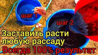 Если рассада совсем не растёт. ЭТИ ЧЕТЫРЕ УДОБРЕНИЕ ЛУЧШЕ ЧЕМ ЧЕТЫРЕ ТОННЫ НАВОЗА. Четыре способа