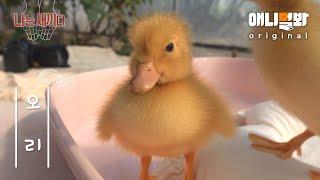 나는 태어난 지 3일 된 오리 새끼다 [애니멀봐 나새끼 11호]ㅣI’m A 3 Days Old Duck