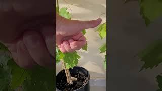 КАКОЕ КАЧЕСТВО И СРОКИ  ПОСАДКИ ВЕГЕТИРУЮЩИХ САЖЕНЦЕВ#shorts #tiktok #сад #садоводничество #новости