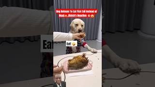 The TikTok Dog Food Scandal: What Really Happened#dog #shorts #funny #pets #cutedog #funnydogs #拉布拉多