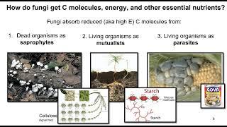 Lecture 31a Nutrient Absorption by Fungi 23 mins