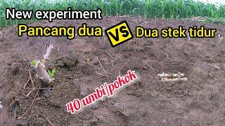 review rekayasa penanaman stek tidur vs stek berdiri pancang dua