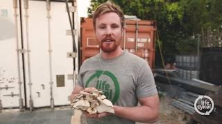 How to grow a Life Cykel Coffee Mushroom Box