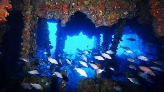 Hog Heaven Wreck, Scuba Diving Fort Lauderdale, Florida