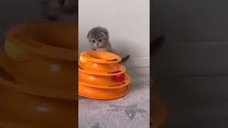 Cat-tastic Craze: Kitten Playtime