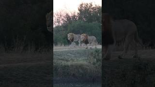 Kings of the Western Sector #wildlife #lions