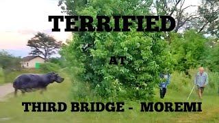Terrified at Third Bridge - Moremi