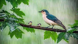 Piano music with Rainfall and Chirping Birds ️ Relax and find inner peace ️️️