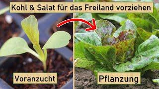 Salat & Kohl fürs Freiland vorziehenkräftige & gesunde Jungpflanzen vorziehen  Aussaat im März