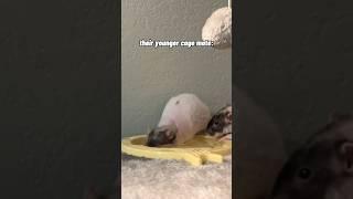 How My Pet Rats Take Baths